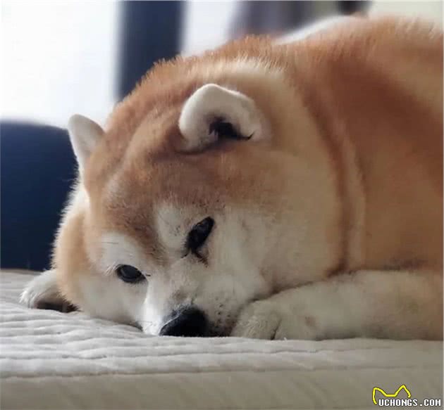 柴犬胖成一头”海豹“，网友看完它的饭量后全呆住了