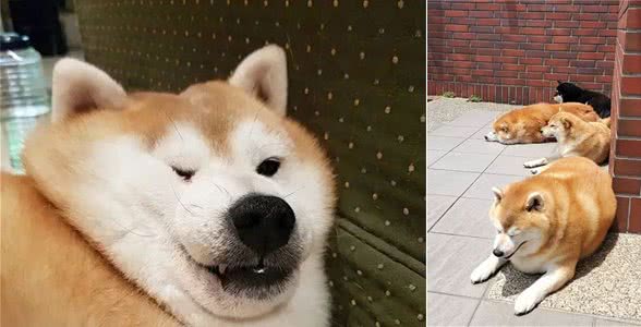 柴犬胖成一头”海豹“,网友看完它的饭量后全呆住了