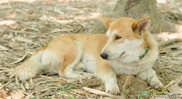 中华田园犬有10大优点，哪一点比宠物狗差了？