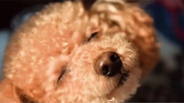 泰迪容易有的5个坏毛病,尤其是泰迪的主人,要注意点