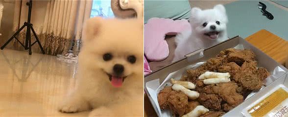 博美软便怎么办？博美拉稀怎么办？