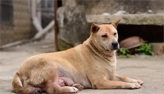 土狗其实就是狗的品种不纯