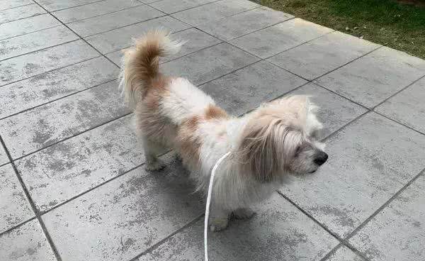 搬家偶遇陌生狗，说了句“我养你”，狗狗便跟了上了