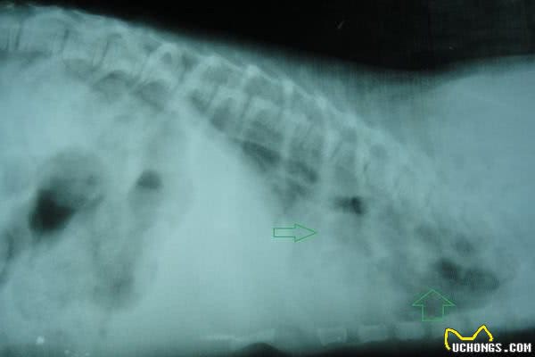 比犬细小更可怕的疾病：看似不起眼的犬瘟热，却可能带走狗狗生命