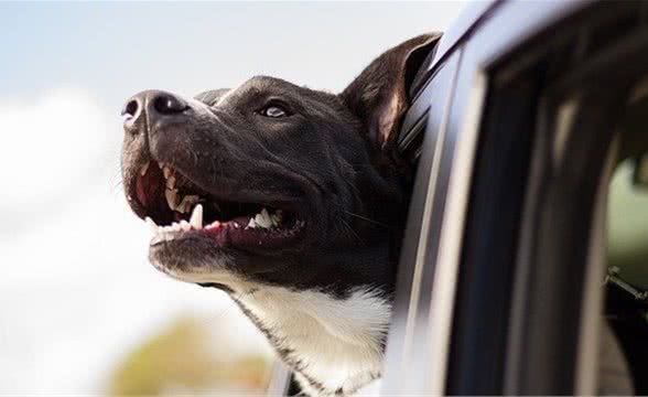 训犬教程-让犬不乱吠叫