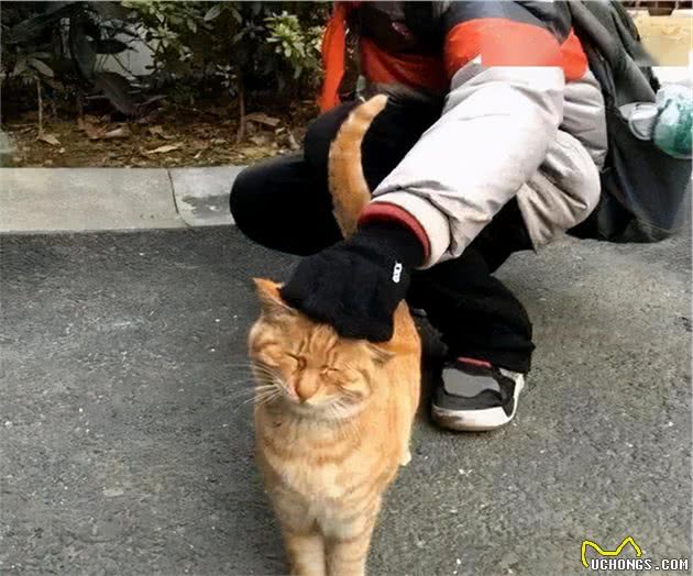 这6种猫，被弃养最多，没想到它也上榜了