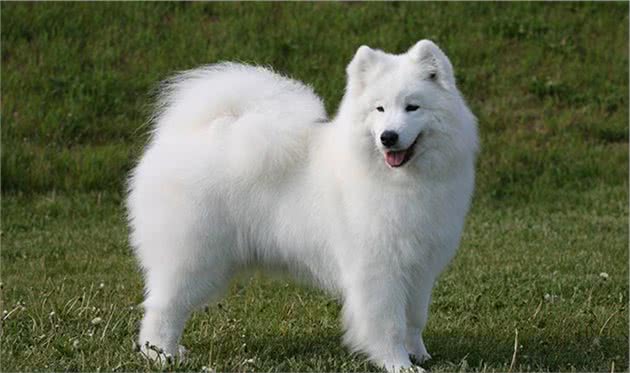 寻根问祖系列（42）：萨摩耶犬（Samoyed）