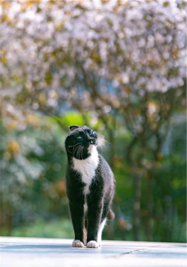 骊山烽火台上的长毛大橘猫，俯瞰西安城，气势不是一般的飒