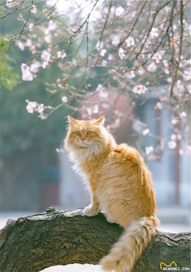 骊山烽火台上的长毛大橘猫，俯瞰西安城，气势不是一般的飒