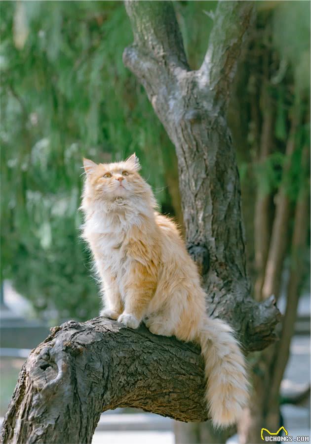 骊山烽火台上的长毛大橘猫，俯瞰西安城，气势不是一般的飒