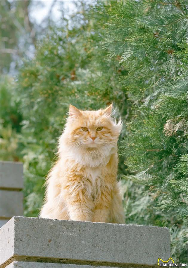 骊山烽火台上的长毛大橘猫，俯瞰西安城，气势不是一般的飒