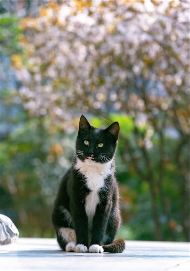 骊山烽火台上的长毛大橘猫，俯瞰西安城，气势不是一般的飒