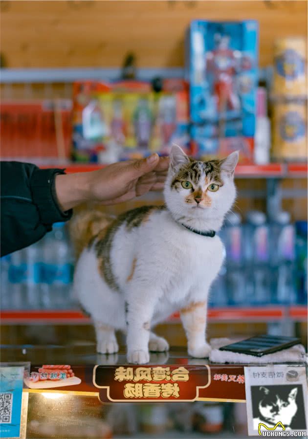 骊山烽火台上的长毛大橘猫，俯瞰西安城，气势不是一般的飒