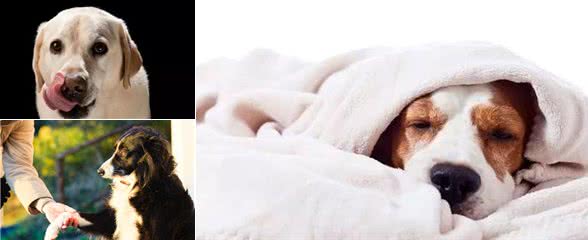 狗狗把爪子搭在你身上,它想告诉你这6件事