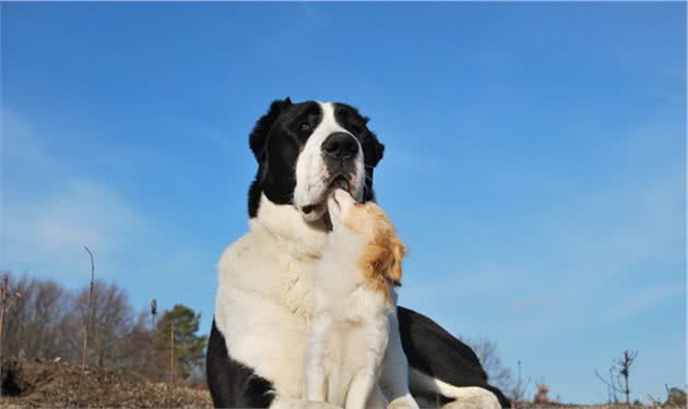 被誉为“最凶狠”的狗狗之一—中亚牧羊犬