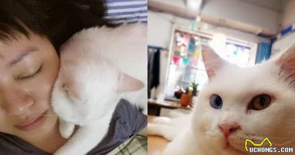 猫咪因黄疸导致瞳孔变色，主人求助还被无知网友斥责抱错猫