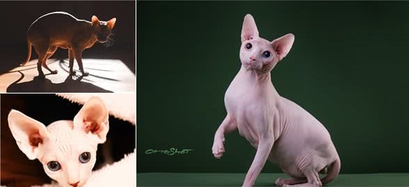 我用全身的毛发换来了特别的皮肤—神奇的猫咪：无毛猫