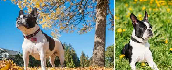 像极了法牛的犬—波士顿梗犬