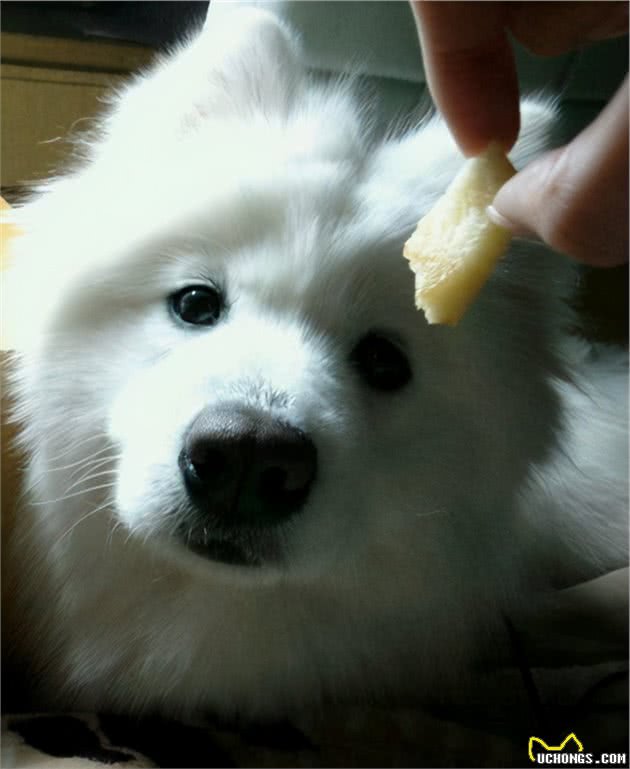 这几个喂食行为，对萨摩耶来说，危害性很高