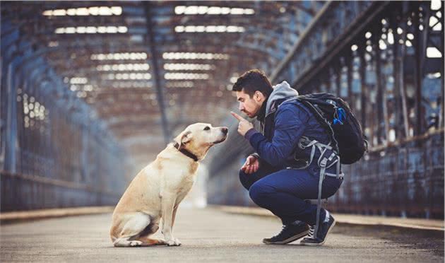 拉布拉多犬：别人家的狗狗