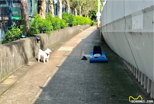 狗狗晒太阳的5大好处，但主人要注意这三点，不然晒多了反而有害