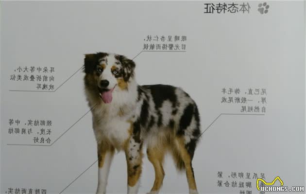 世界名犬NO:44＂澳大利亚牧羊犬＂花式训练