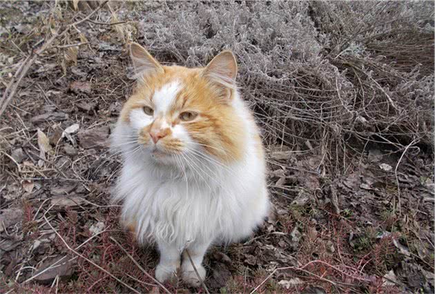 画风清奇的猫咪手办又出一波新品，这脑洞也太大了吧！