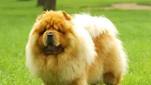 寻根问祖系列（125）：松狮犬（ChowChow）