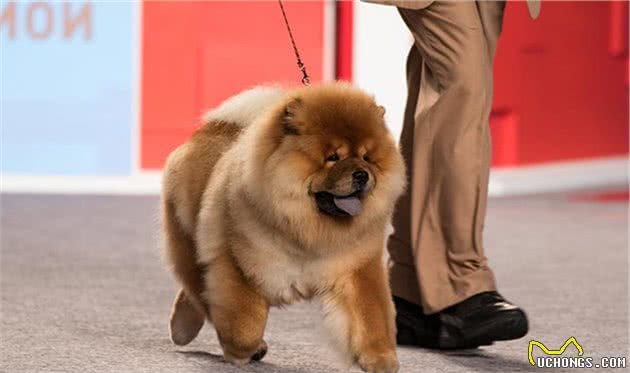 寻根问祖系列（125）：松狮犬（ChowChow）