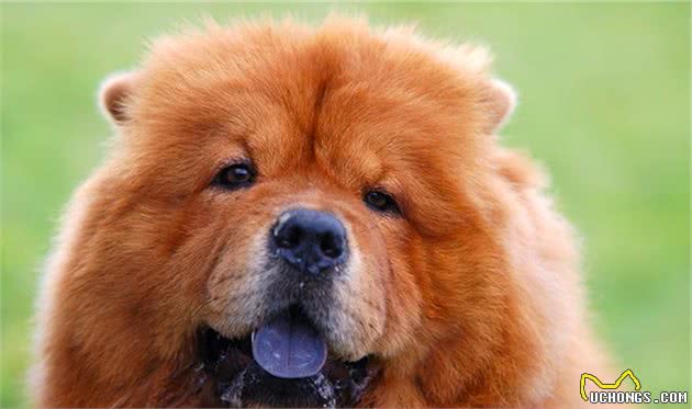 寻根问祖系列（125）：松狮犬（ChowChow）