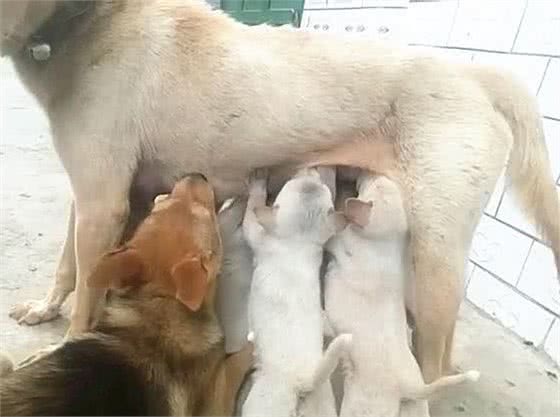 母狗在院子里喂奶，却感到腹部一阵疼痛：当爹的还犯起了奶瘾？