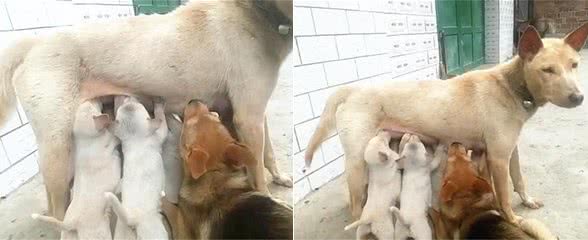 母狗在院子里喂奶,却感到腹部一阵疼痛:当爹的还犯起了奶瘾?