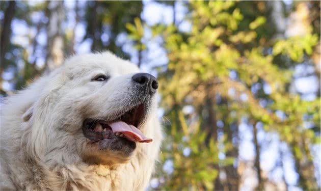 它不仅会牧羊，这只大白熊犬曾保护羊群，守卫城堡