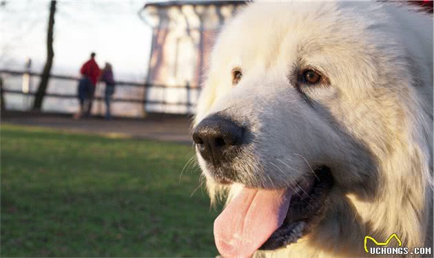 它不仅会牧羊，这只大白熊犬曾保护羊群，守卫城堡