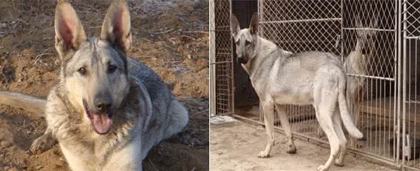 养狼青犬前需知道的5件事，你能接受吗?