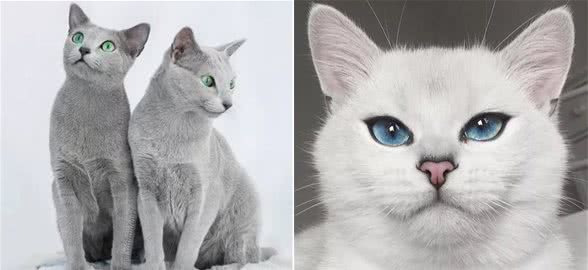 蓝猫？你说的是英短吗？