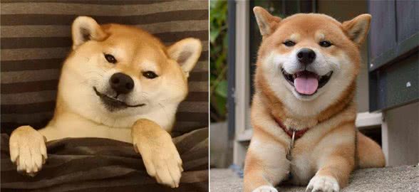柴犬选购防骗指南