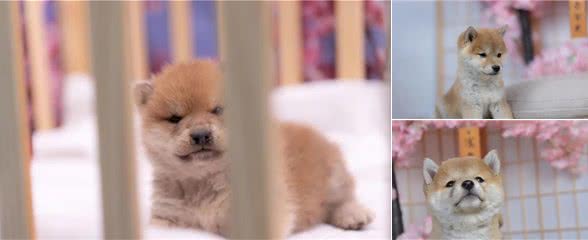 浅草柴犬屋：幼犬刚接回家时一定要注意这几点