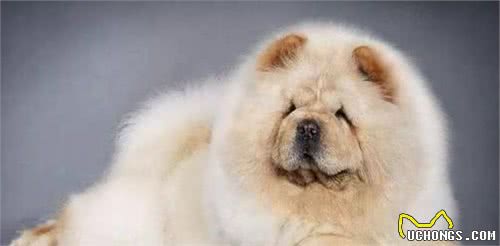 这种可爱的狗，很少有人养的原因，竟是因为这个