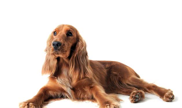 怎么喂养可卡犬？小猎犬可比卡犬好养吗？