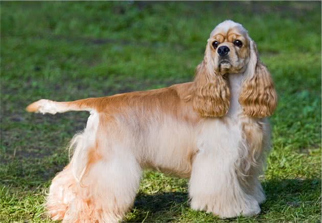 怎么喂养可卡犬？小猎犬可比卡犬好养吗？