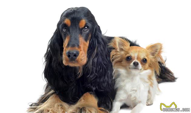 怎么喂养可卡犬？小猎犬可比卡犬好养吗？
