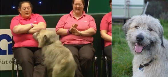 服务犬参加犬赛也不靠谱，跨栏时，狗狗竟然把栏杆给拆了