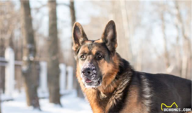 8种超像狼的狗狗，其中一只是小短腿，大概是最可爱的狼犬