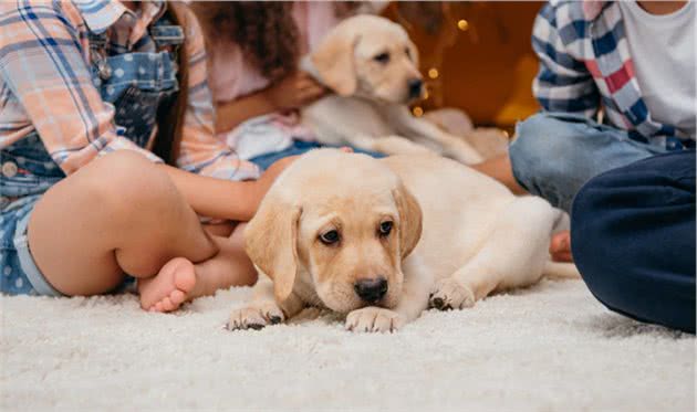 养幼犬是个技术活，训犬师提醒你，训练幼犬的时候需要注意这十点