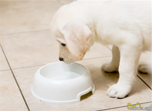 养幼犬是个技术活，训犬师提醒你，训练幼犬的时候需要注意这十点