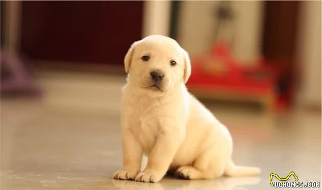 养幼犬是个技术活，训犬师提醒你，训练幼犬的时候需要注意这十点