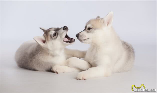 养幼犬是个技术活，训犬师提醒你，训练幼犬的时候需要注意这十点