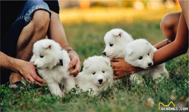 养幼犬是个技术活，训犬师提醒你，训练幼犬的时候需要注意这十点