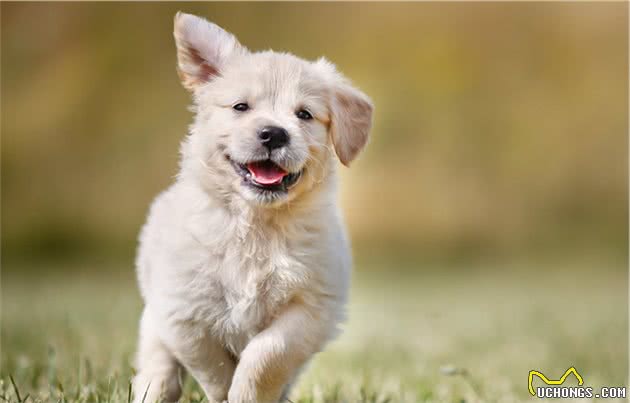 养幼犬是个技术活，训犬师提醒你，训练幼犬的时候需要注意这十点